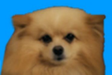(WATCH) DOGSTEP! (Dubstep Dancing Dogs)