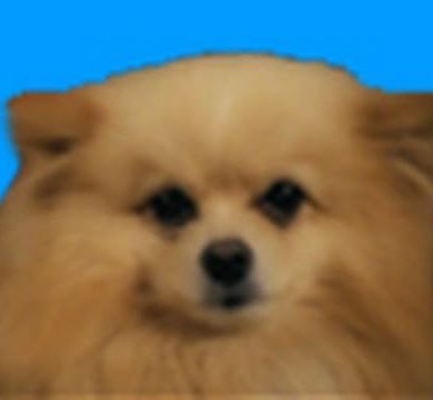 (WATCH) DOGSTEP! (Dubstep Dancing Dogs)