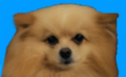(WATCH) DOGSTEP! (Dubstep Dancing Dogs) - NYCRavers