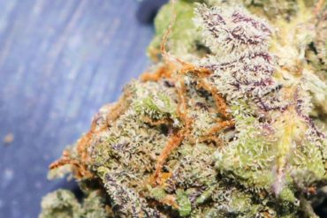 riddim and things by Darien Mellott